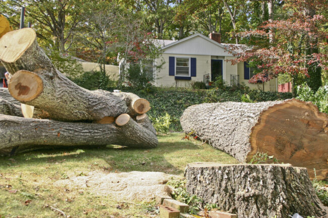 Charleston Tree Service