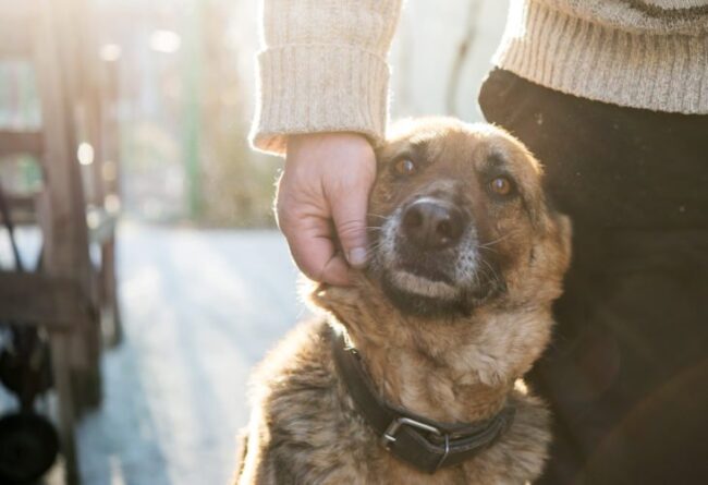 Priority One Canine